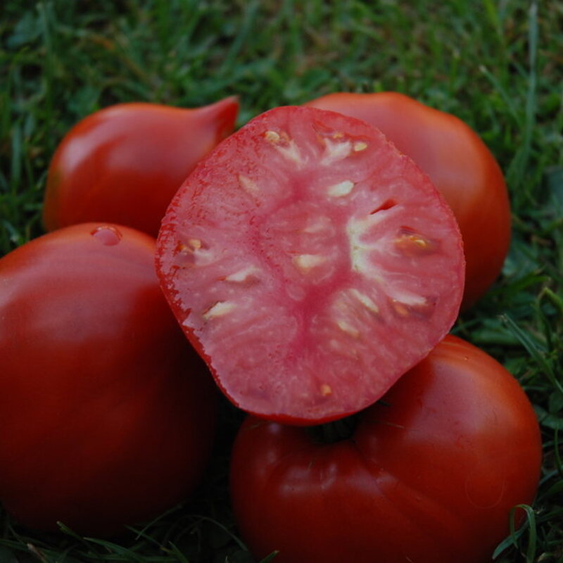 Tomates - Téton de Vénus