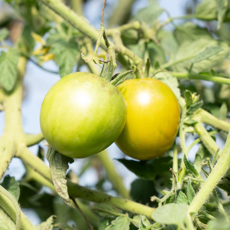 Tomates - Green Brandy