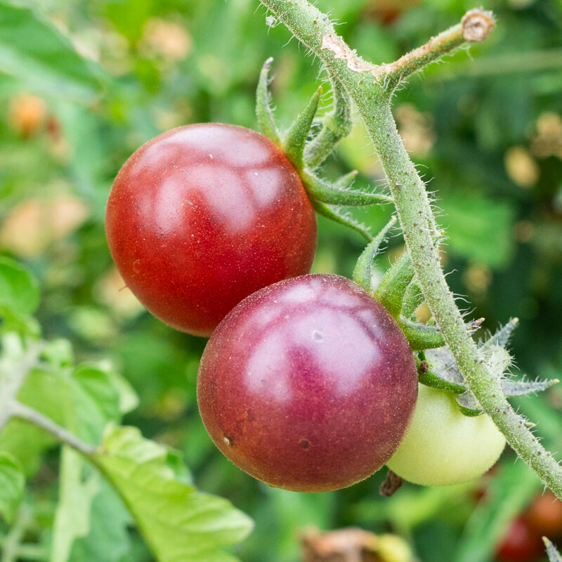 Tomates cerises - Blue Pitts