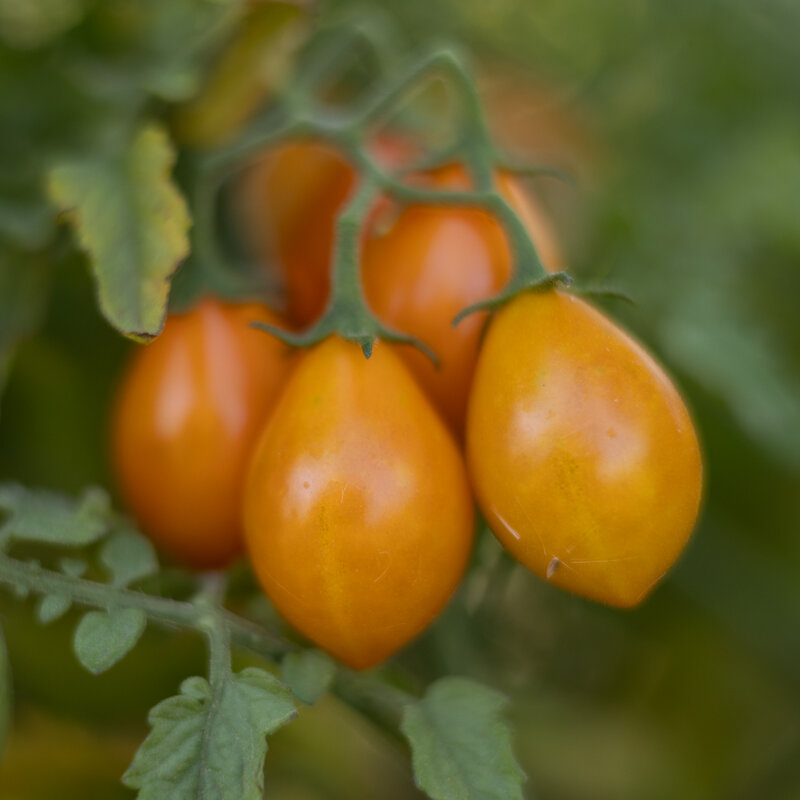 Tomates cerises - Submarine Blush Cherry
