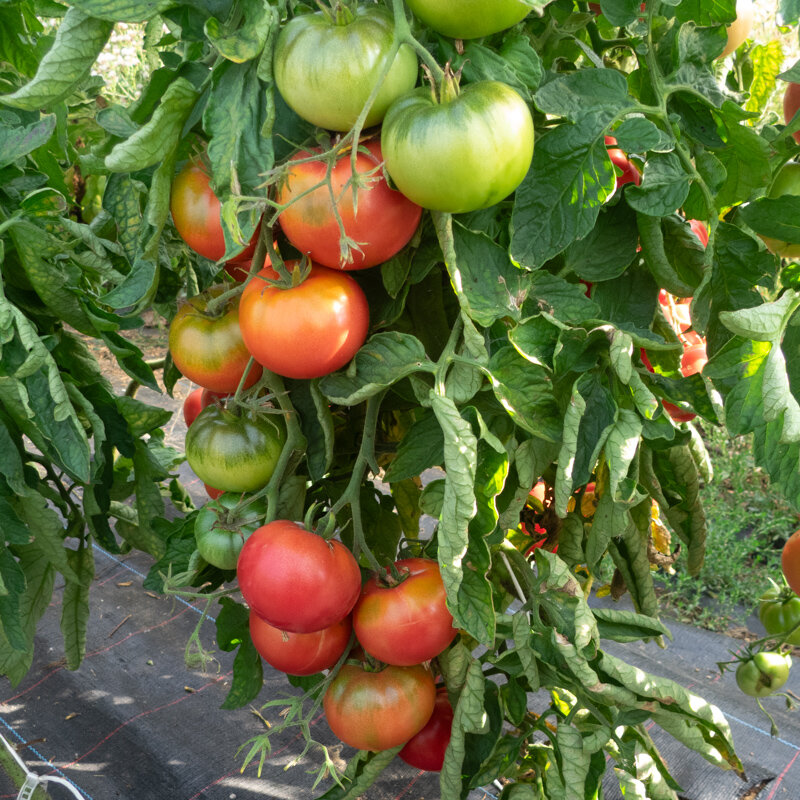 Tomates - Redfield Beauty