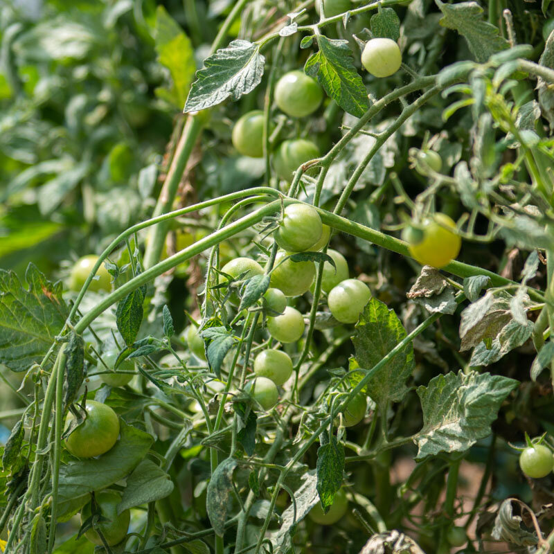 Tomates cerises - Green Doctors Frosted