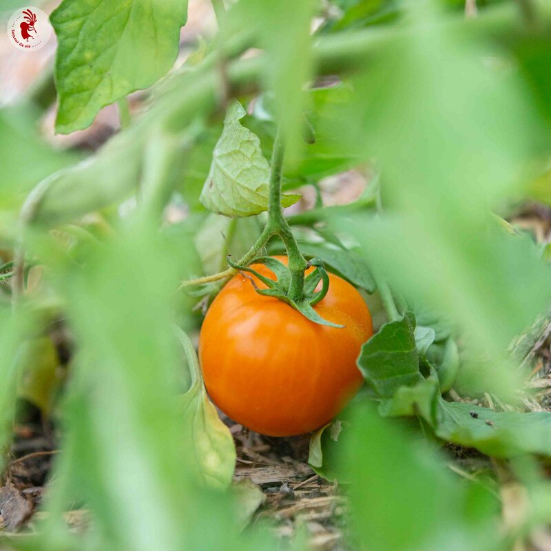 Tomates - Délice d’Or