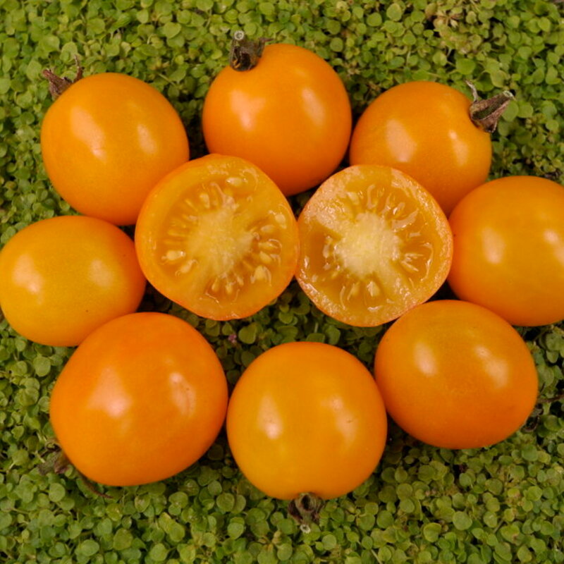 Tomates cerises - Gold Nugget