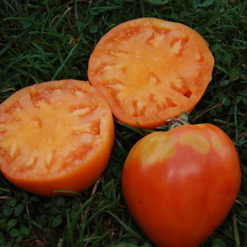 Tomates - Cœur de Bœuf Orange