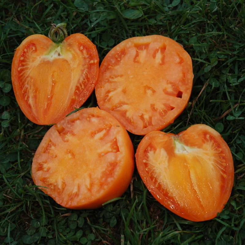 Tomates - Cœur de Bœuf Orange