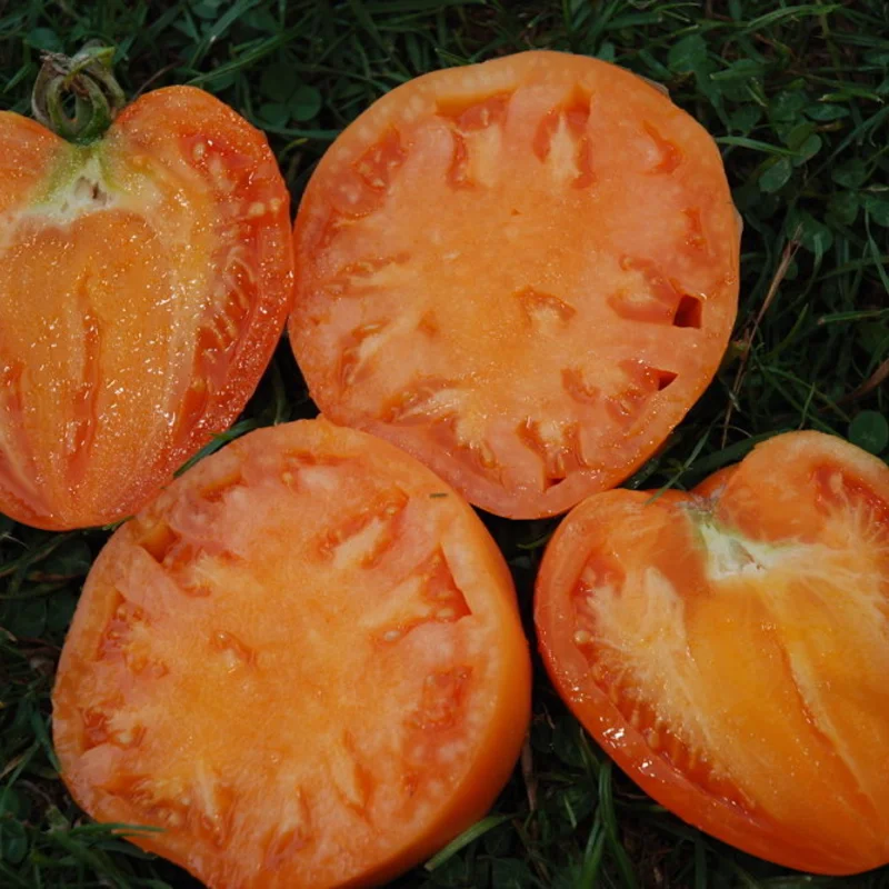 Tomates - Cœur de Bœuf Orange