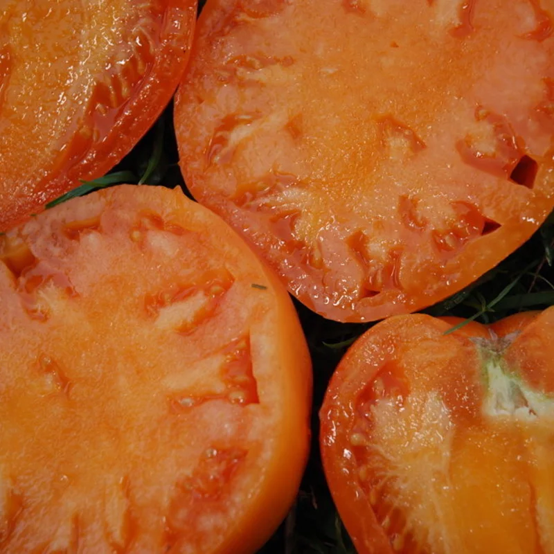 Tomates - Cœur de Bœuf Orange