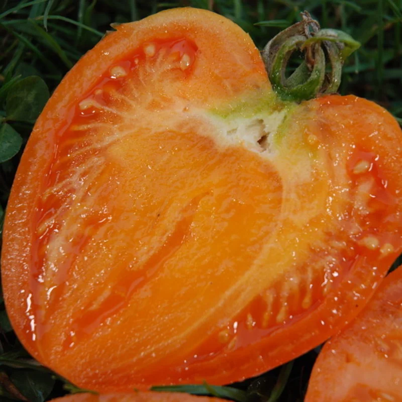 Tomates - Cœur de Bœuf Orange