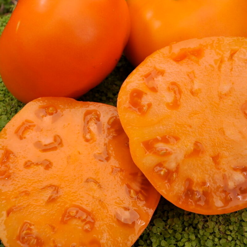 Tomates - Persimmon