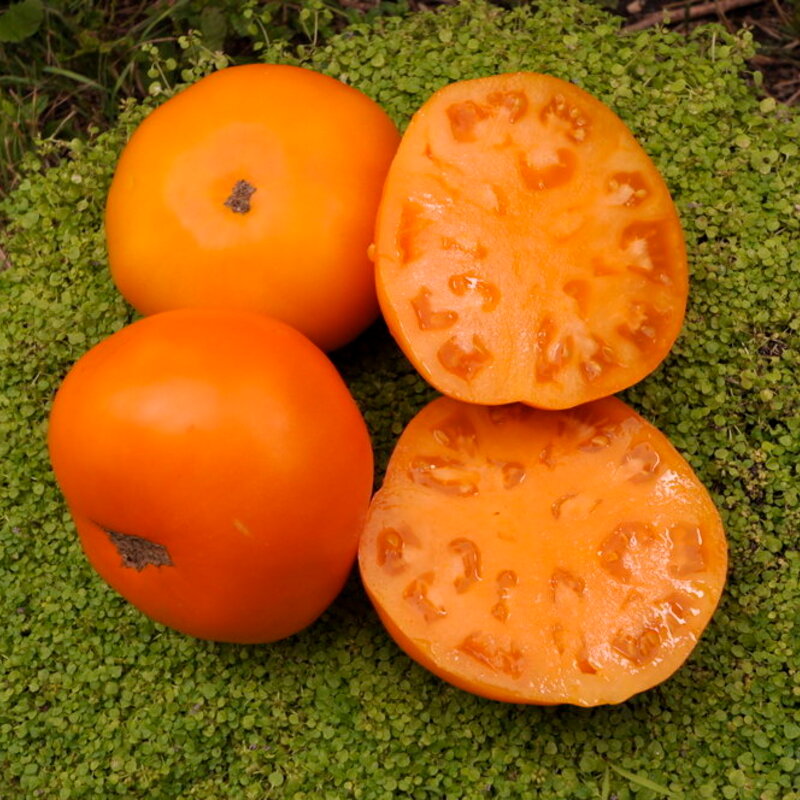 Tomates - Persimmon