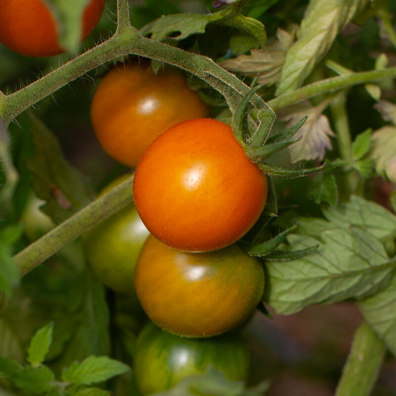 Tomates cerises - Prize Of The Trials