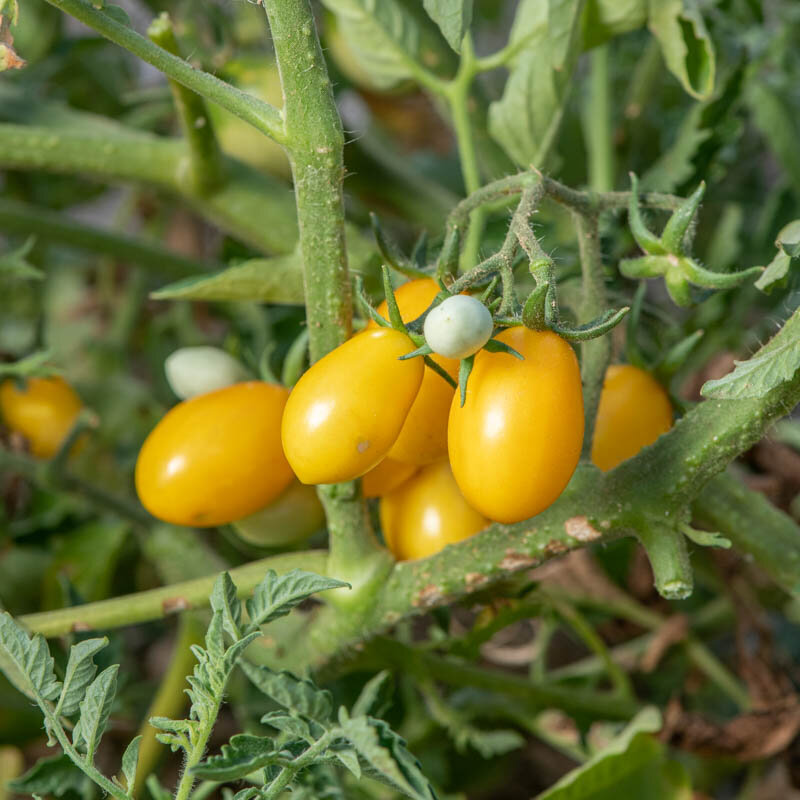 Tomates cerises - Prune Jaune