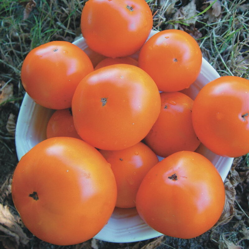 Tomates - Russian Persimmon