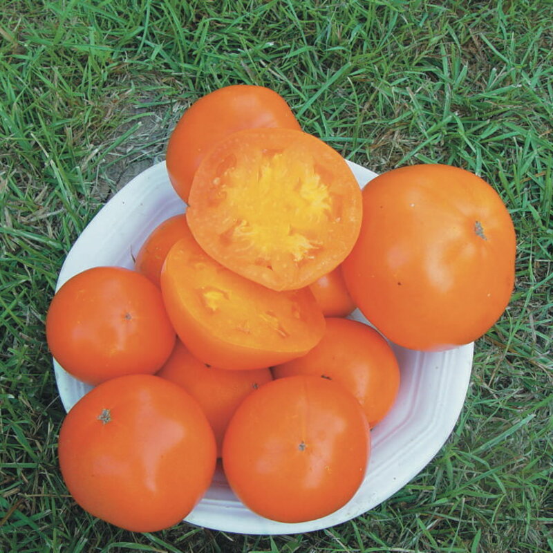 Tomates - Russian Persimmon