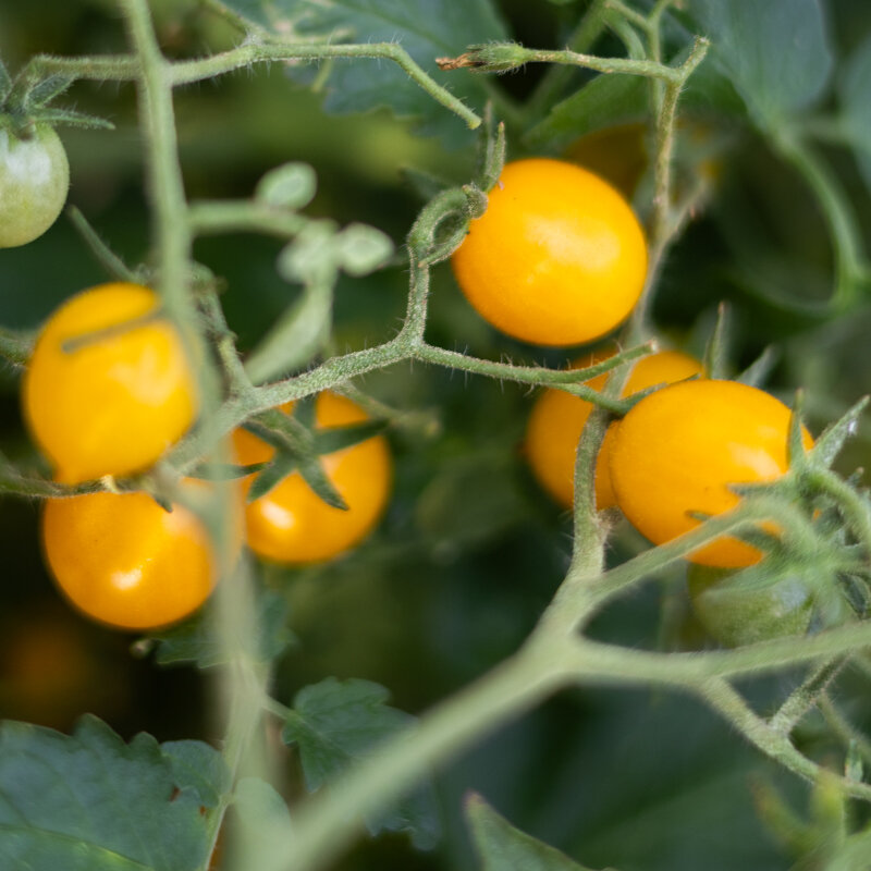 Tomates cerises - Blondköpfchen