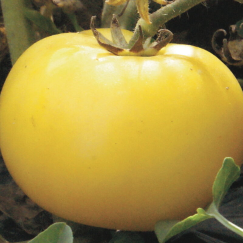 Tomate Jaune Lemon Bush Association Kokopelli