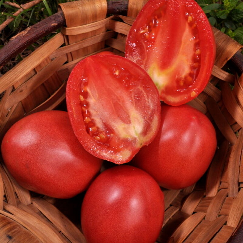 Tomates - Grushovka