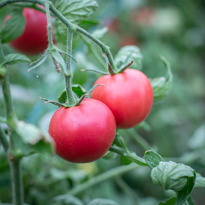 Tomates - Canabec Rose