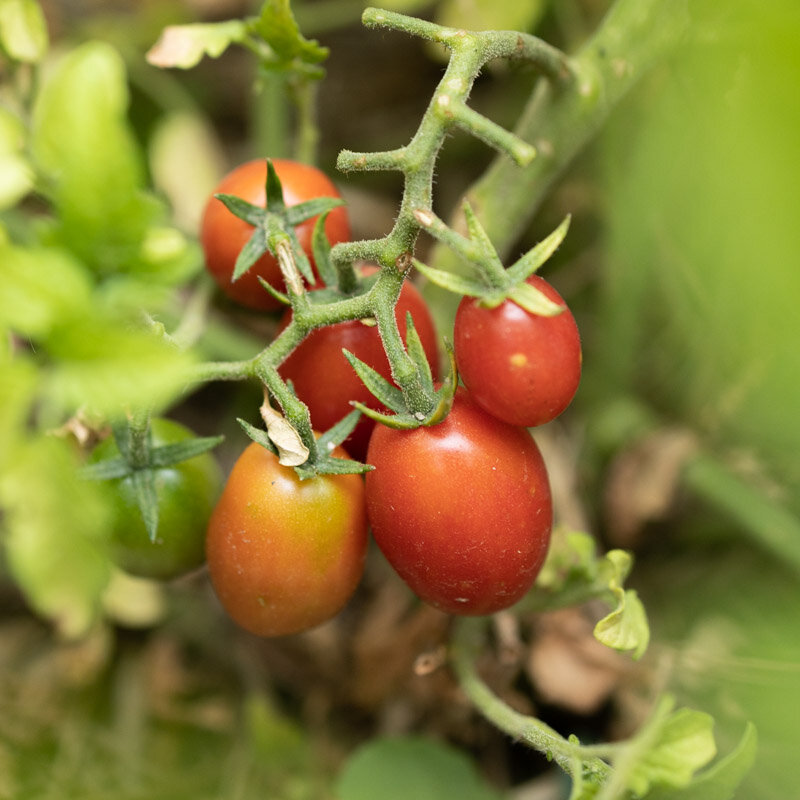 Tomates cerises - Whippersnapper