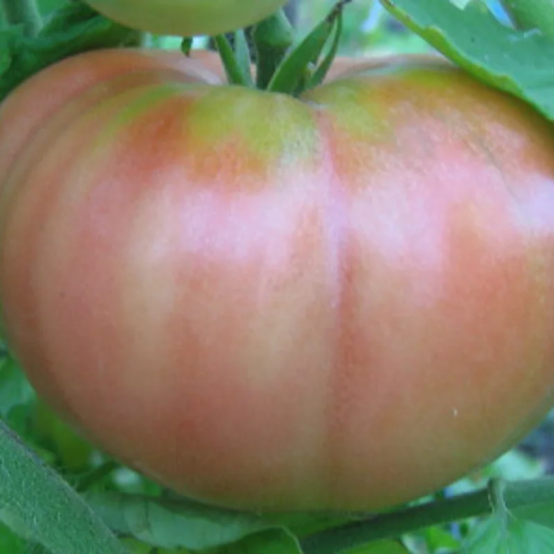 Tomates - June Pink