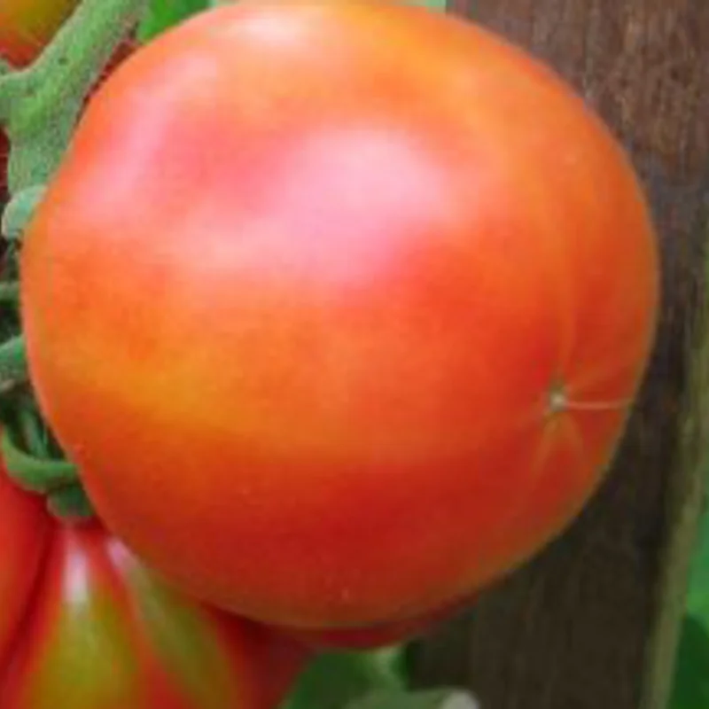 Tomates - June Pink