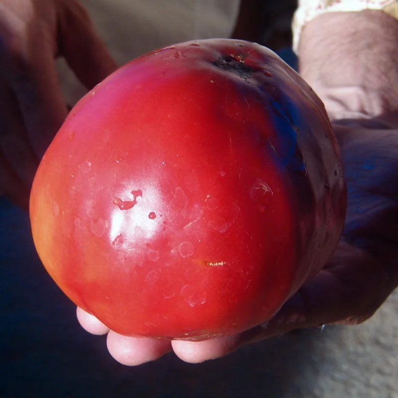 Tomates - Cœur de Bœuf Yasha Yougoslavian