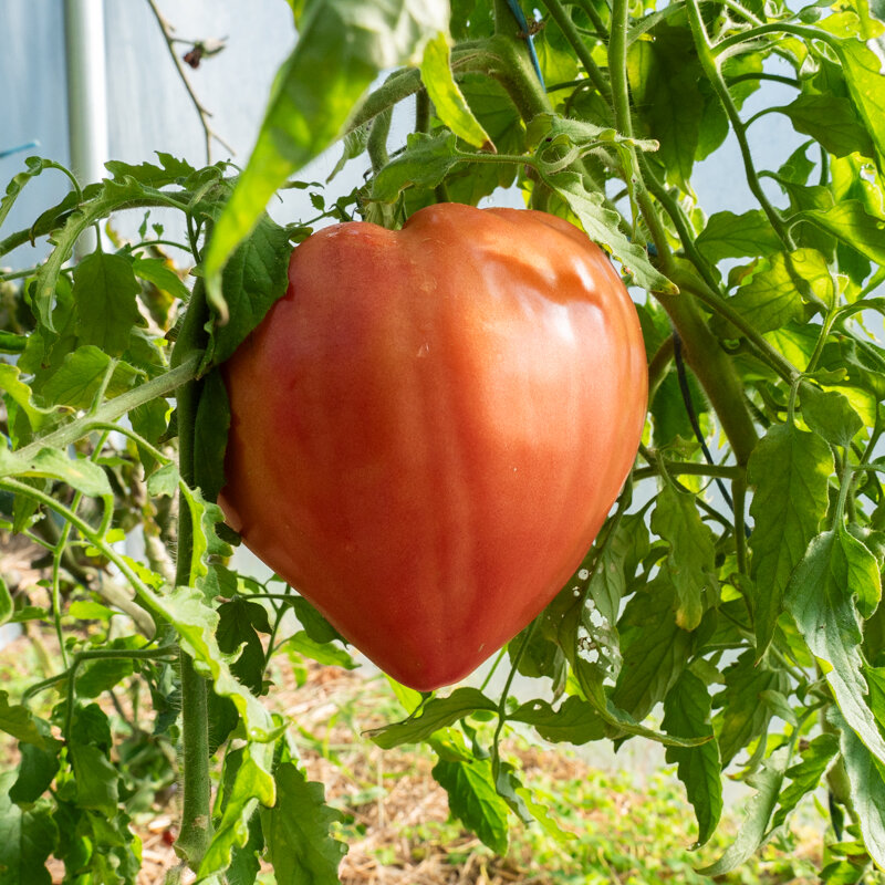 Tomates - Cœur de Bœuf Japonais