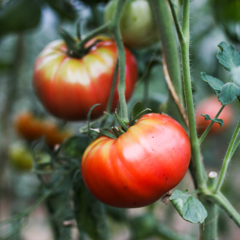 Tomates - German Johnson Pink