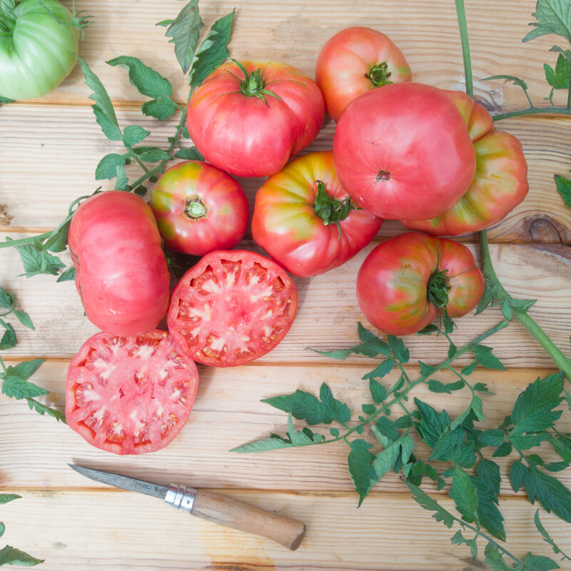 Tomates - Giant Belgium