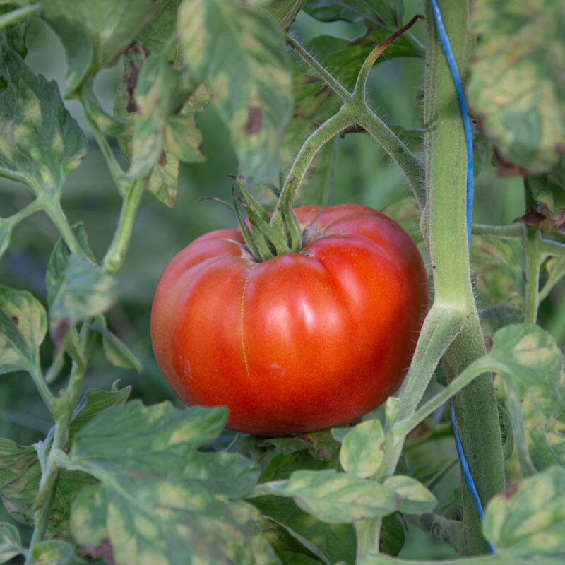 Tomates - Stump Of The World