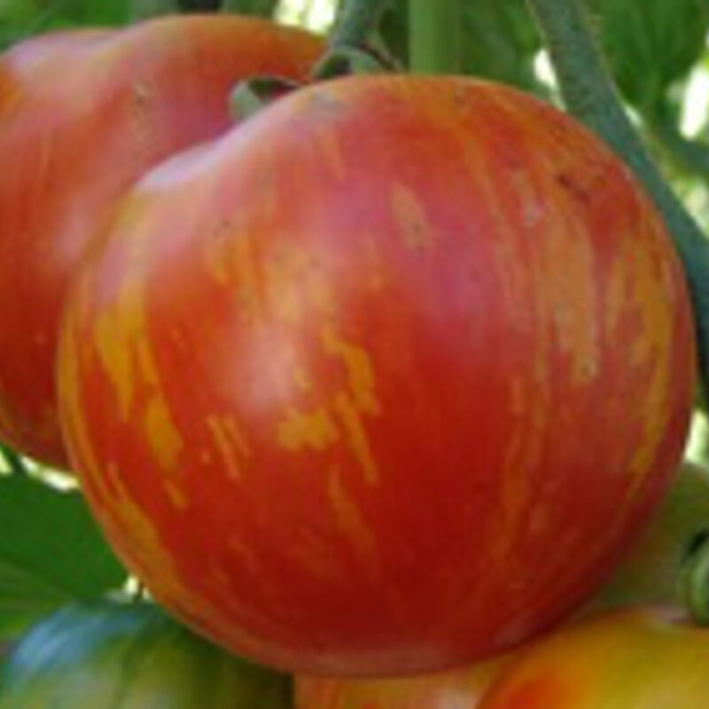 graines organiques frais 80 pour 2018 Sweet & acidulé tomate Tigerella 