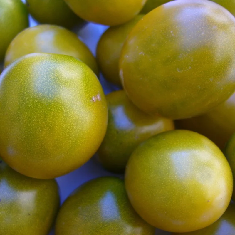 Tomates cerises - Raisin Vert