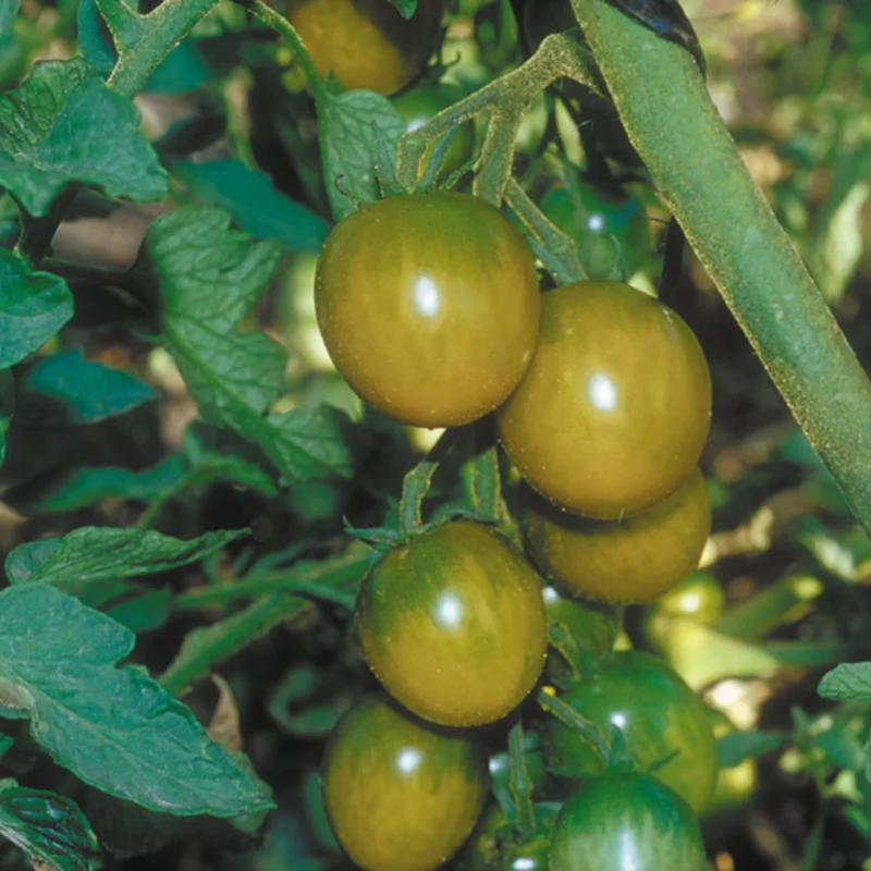 Tomates cerises - Raisin Vert