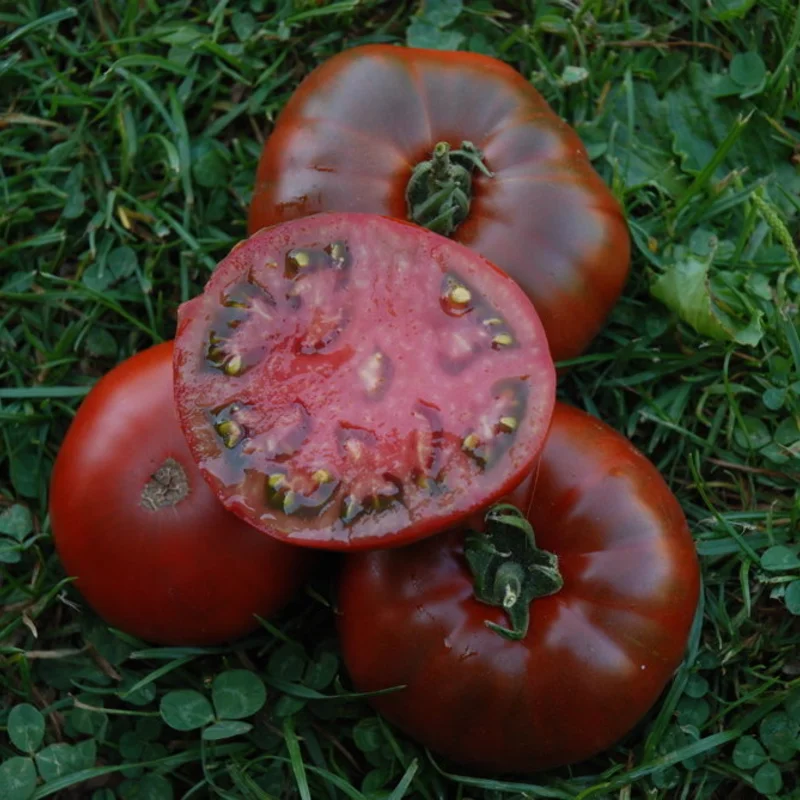 Tomates - Paul Robeson