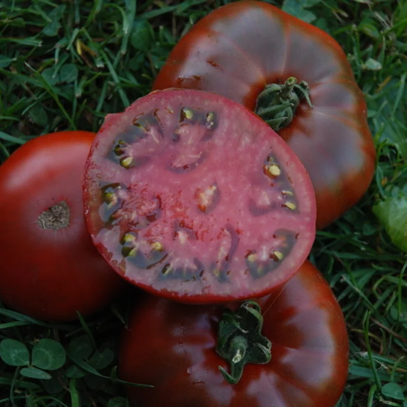 Tomates - Paul Robeson