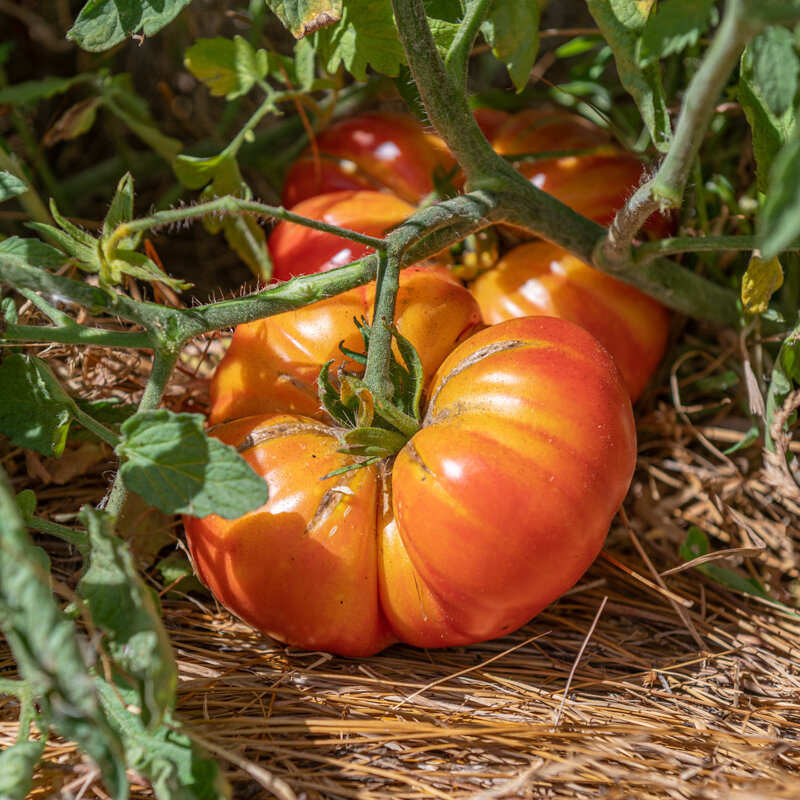 Plants de Tomates - Tomate Ananas 3 plants bio