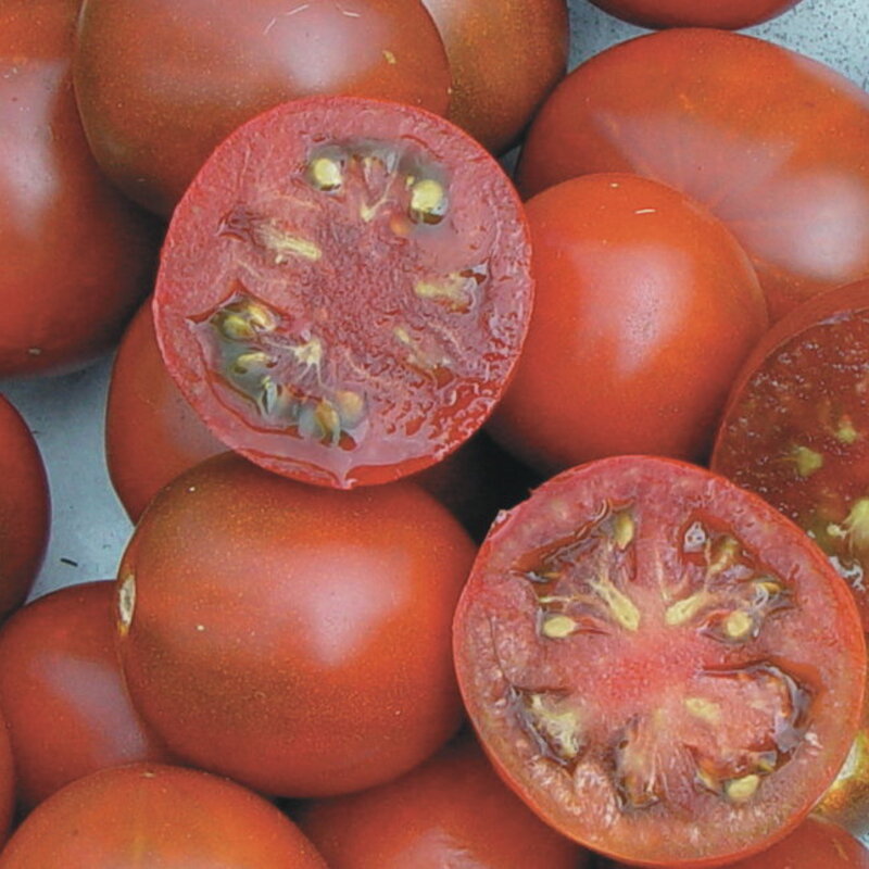 Tomates - Black Prince