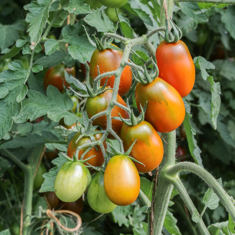 Tomates - Prune Noire