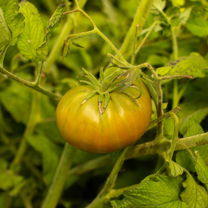 Tomates - Aunt Ruby’s German Green