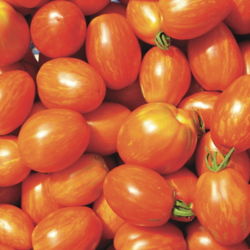 Tomates - Tonnelet