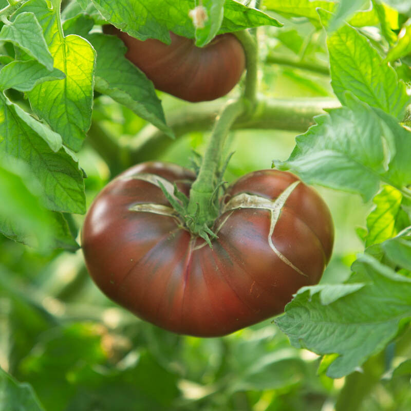 Tomates - Black From Tula