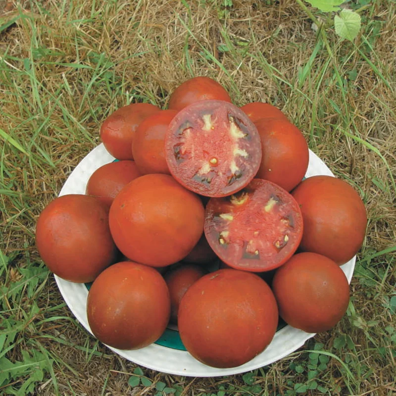 Tomates - Black Sea Man