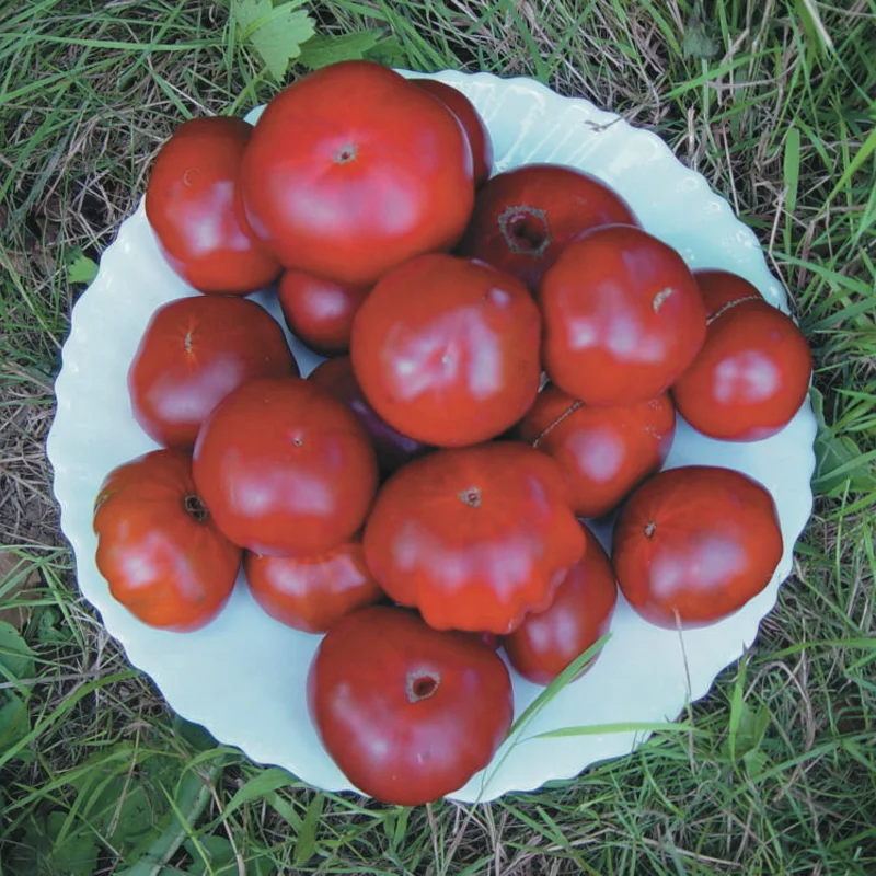 Tomates - Black Aisberg