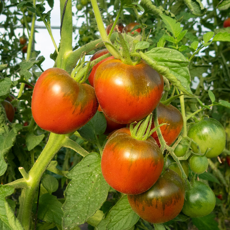 Tomates - Black Ethiopian