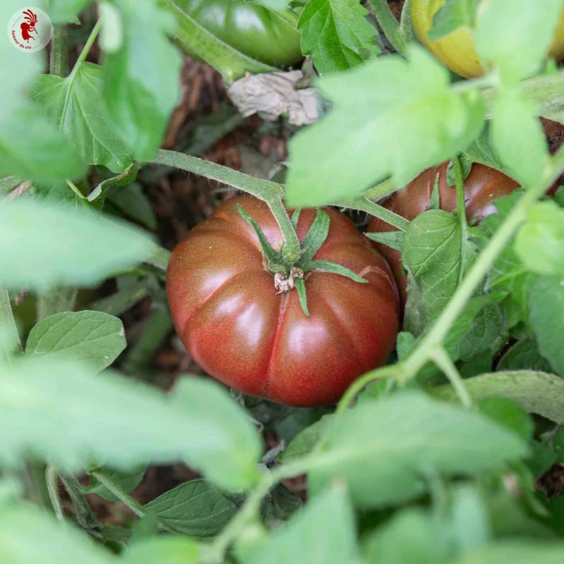 Tomates - Cuban Black