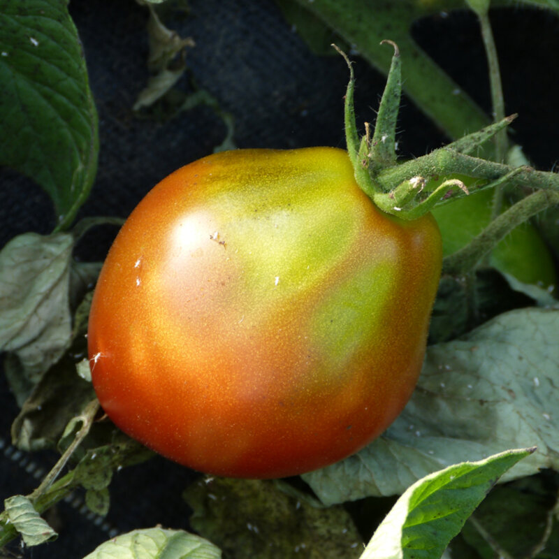 Tomates - Black Pear
