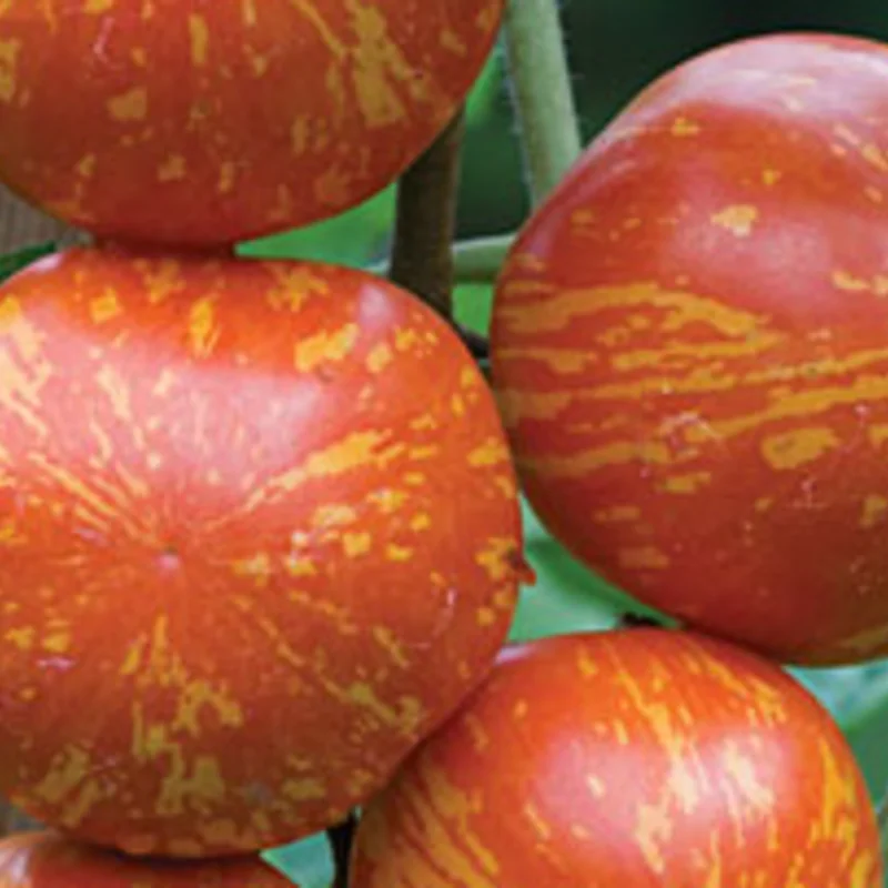 Tomates - Red Zebra