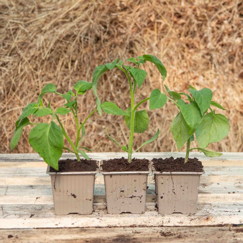 Plants de Tomates - Plants de Tomate Bigarrée Speckled Roman AB