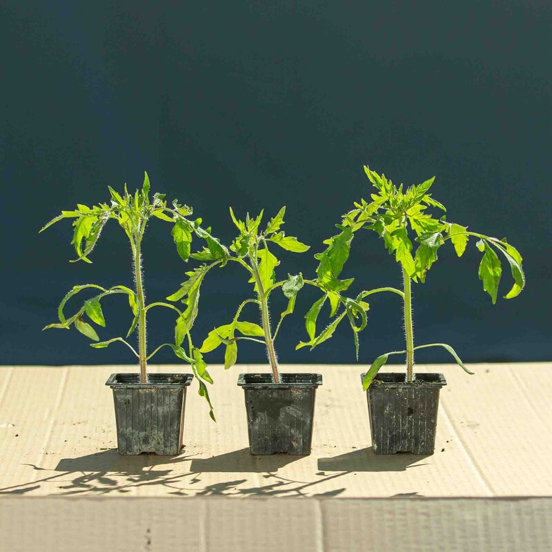 Plants de Tomates - Plants de Tomate Bigarrée Speckled Roman AB